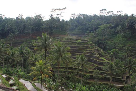 recorrer bali con guia en español en coche desde ubud