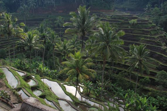 recorrer bali con guia en español en coche desde ubud