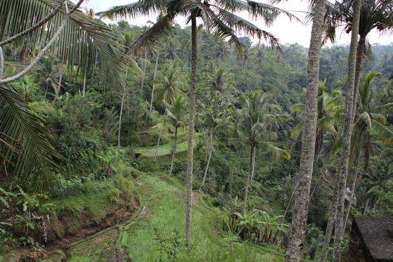 recorrer bali con guia en español en coche desde ubud