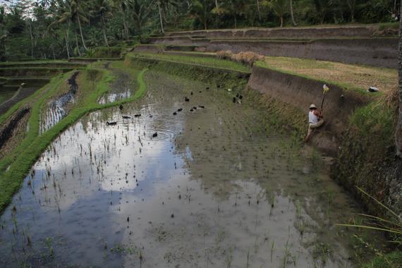 recorrer bali con guia en español en coche desde ubud