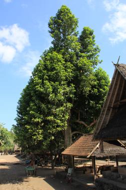 bali en un viaje a indonesia