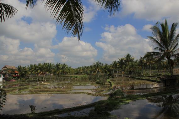 que ver en ubud en bali
