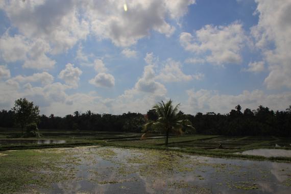 que ver en ubud en bali