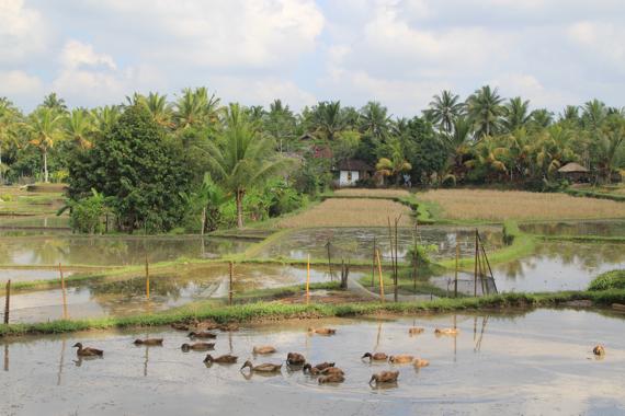 que ver en ubud en bali