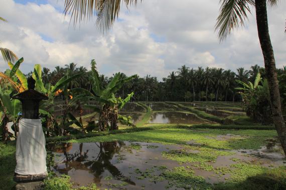 que ver en ubud en bali