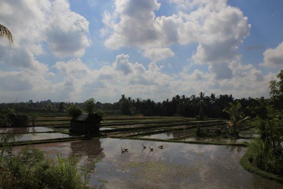 que ver en ubud en bali