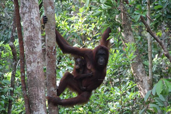 orangutanes de borneo en el parque nacional tanjung puting