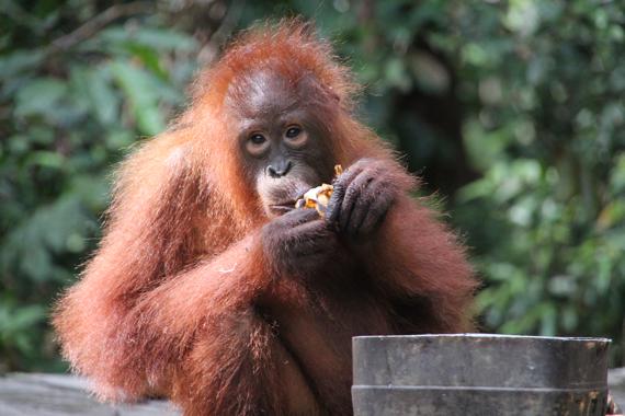 orangutanes de borneo en el parque nacional tanjung puting