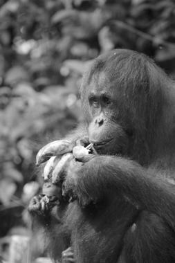 orangutanes de borneo en el parque nacional tanjung puting