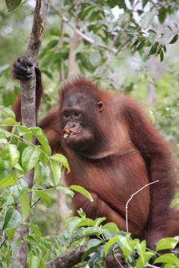 orangutanes de borneo en el parque nacional tanjung puting