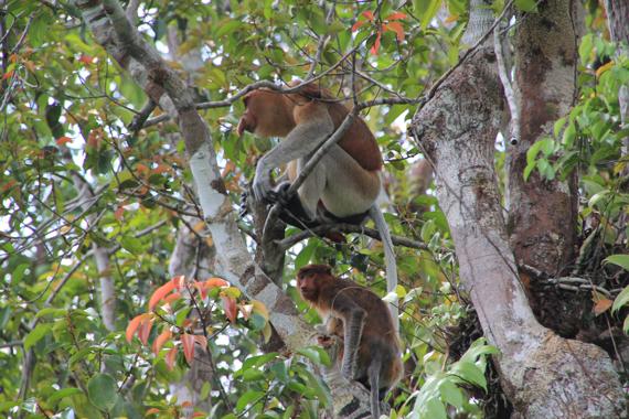 orangutanes de borneo en el parque nacional tanjung puting