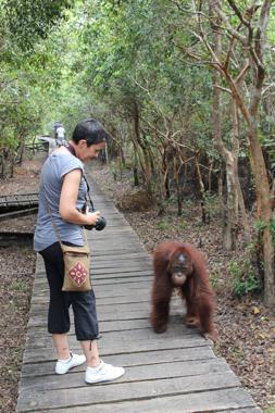 orangutanes de borneo en el parque nacional tanjung puting