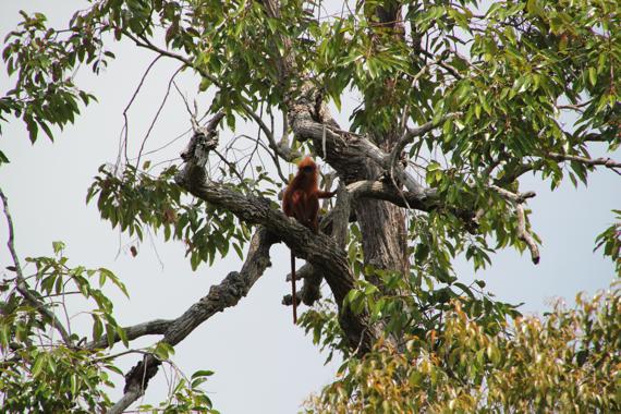 orangutanes de borneo en el parque nacional tanjung puting