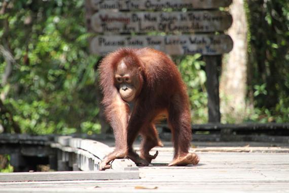 parque nacional tanjung puting de borneo
