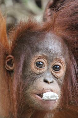 parque nacional tanjung puting de borneo