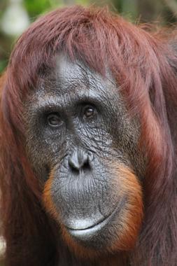 parque nacional tanjung puting de borneo