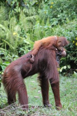 parque nacional tanjung puting de borneo