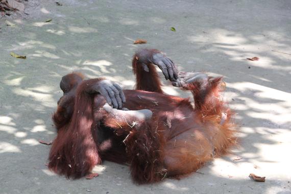 parque nacional tanjung puting de borneo