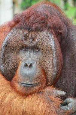 parque nacional tanjung puting de borneo
