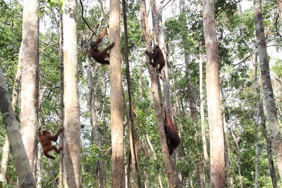 parque nacional tanjung puting de borneo