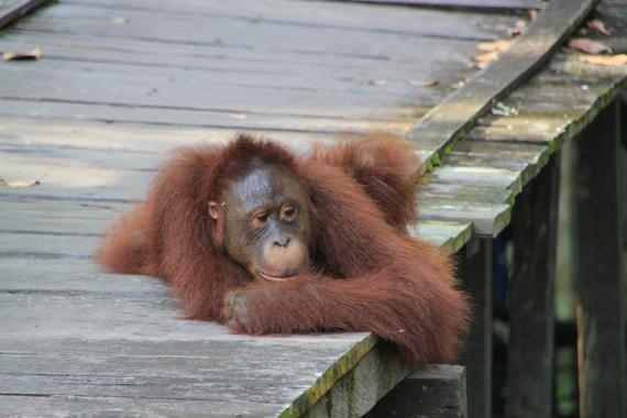 orangutanes de borneo en el parque nacional tanjung puting