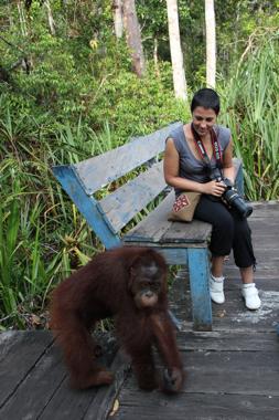 orangutanes de borneo en el parque nacional tanjung puting