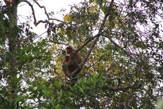 borneo en un viaje a indonesia