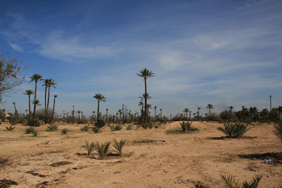 palmeral en marrakech en un viaje a marruecos