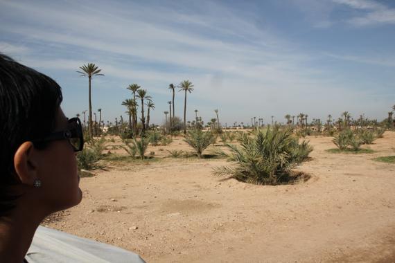 palmeral en marrakech en un viaje a marruecos