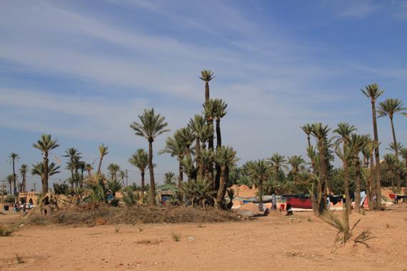palmeral en marrakech en un viaje a marruecos