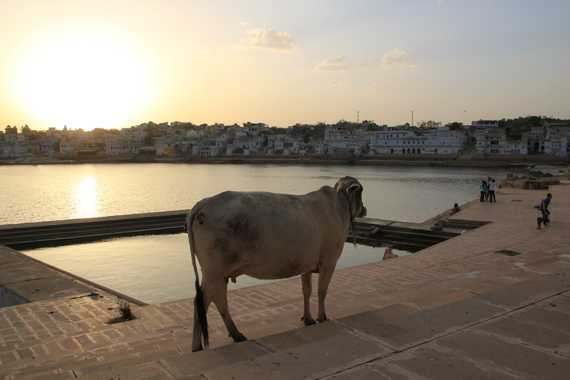  pushkar en un viaje a india