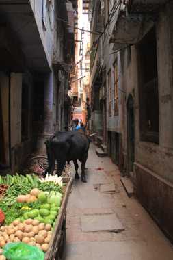 varanasi en un viaje a india
