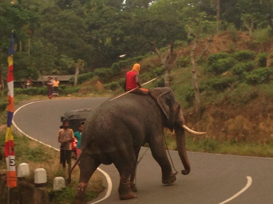 elefante en ella en las tierras altas de sri lanka elefante en ella en las tierras altas de sri lanka