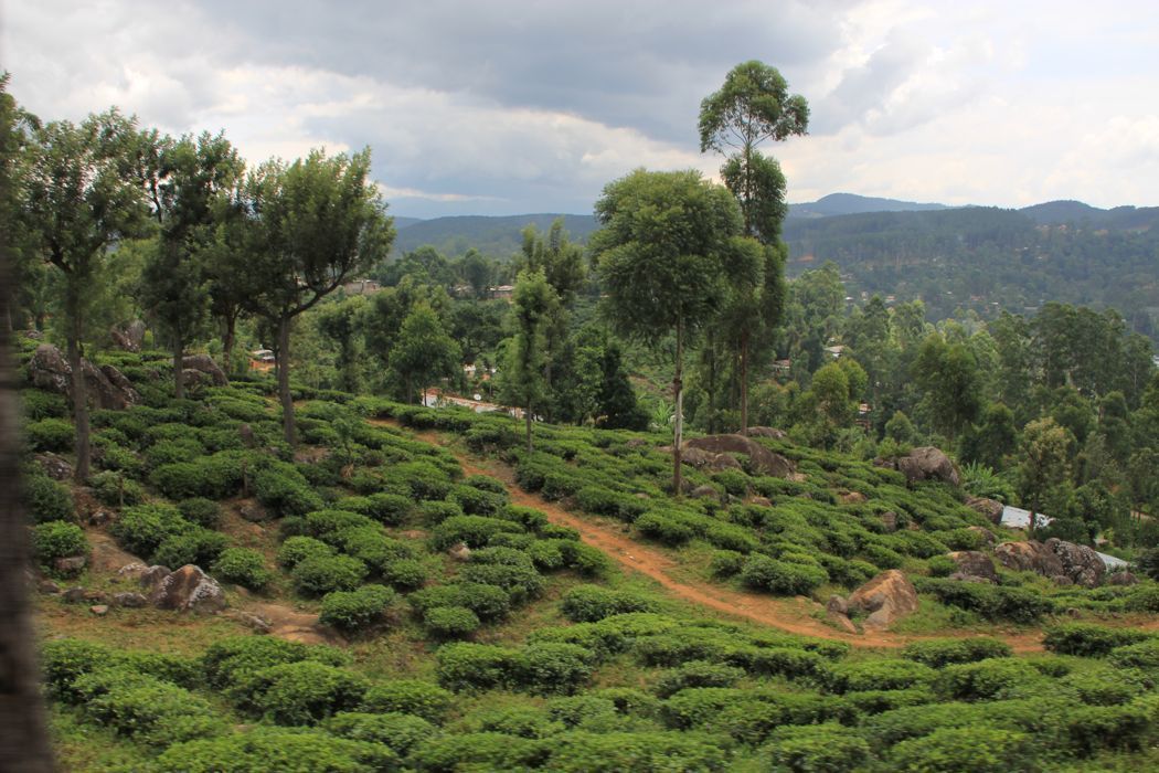 tren de ella a nuwara eliya tren de ella a nuwara eliya