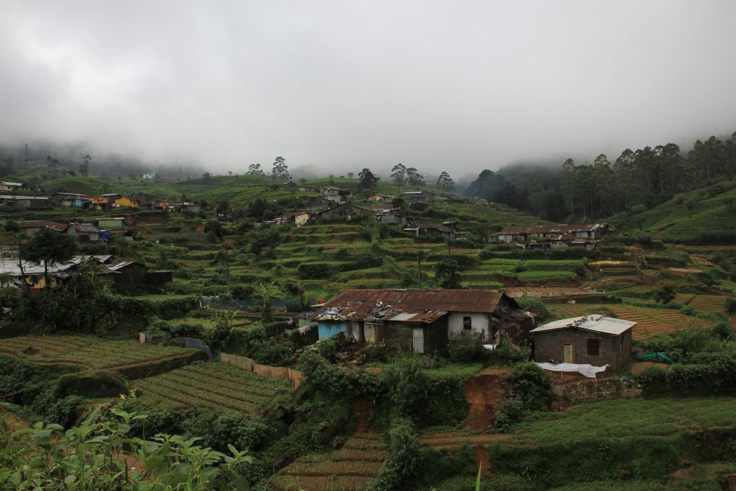 campos de te de nuwara eliya campos de te de nuwara eliya