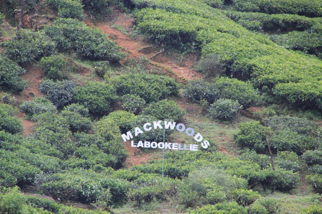 campos de te de nuwara eliya campos de te de nuwara eliya