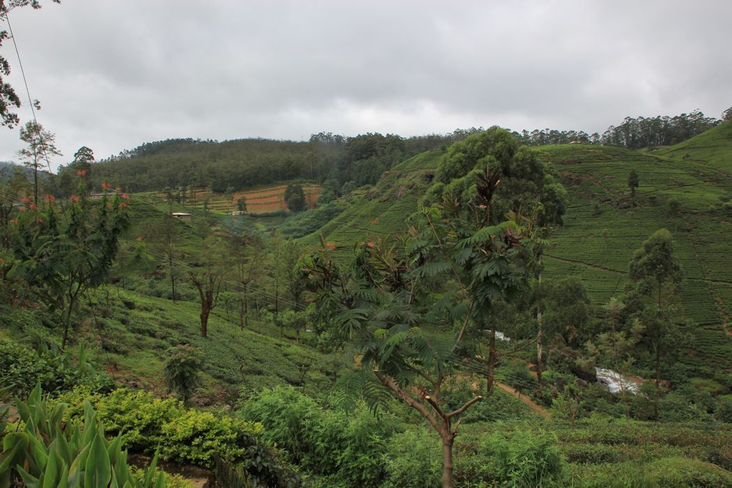 campos de te de nuwara eliya campos de te de nuwara eliya