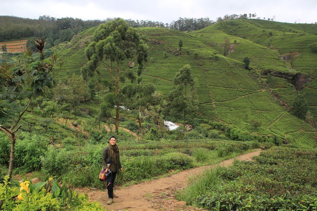 campos de te de nuwara eliya campos de te de nuwara eliya