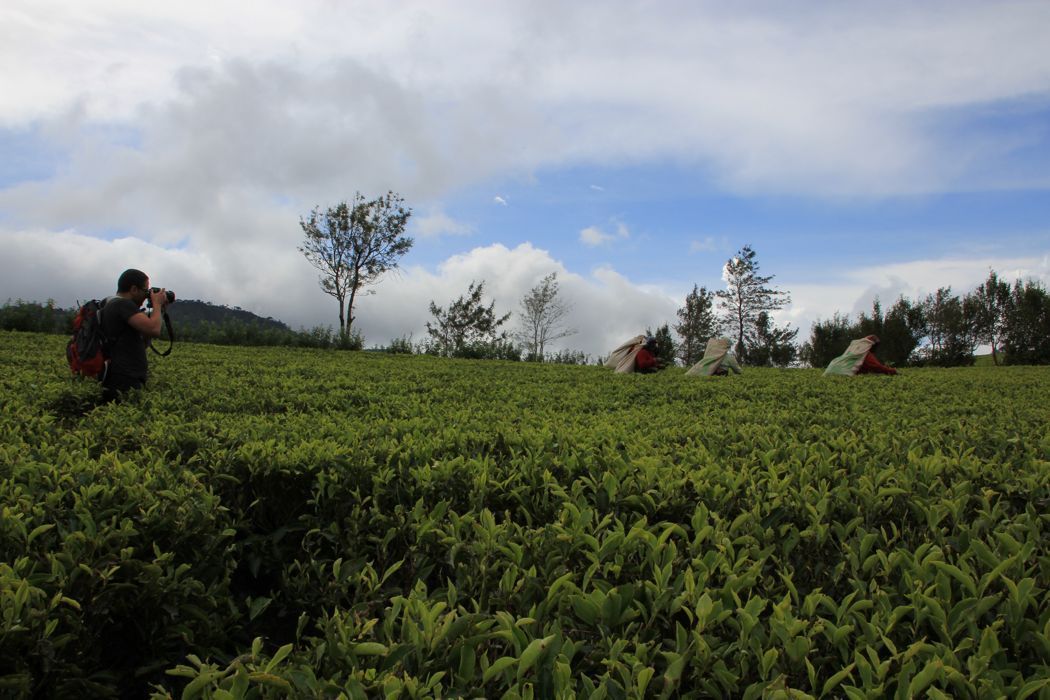 tea pluckers en nuwara eliya tea pluckers en nuwara eliya