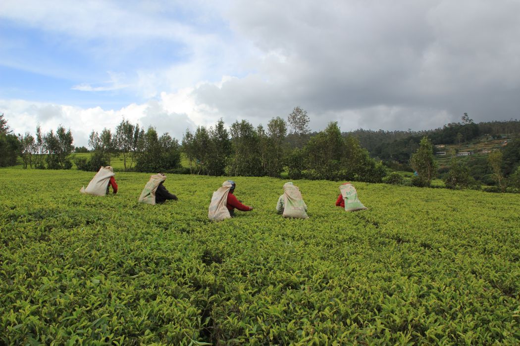tea pluckers en nuwara eliya tea pluckers en nuwara eliya