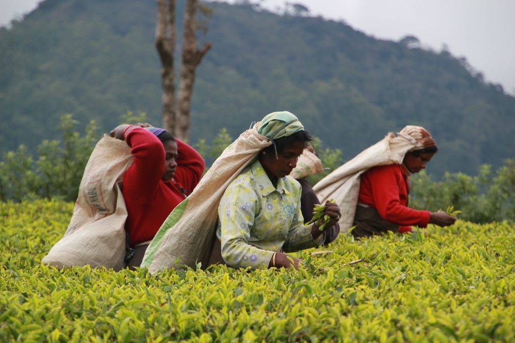 tea pluckers en nuwara eliya tea pluckers en nuwara eliya