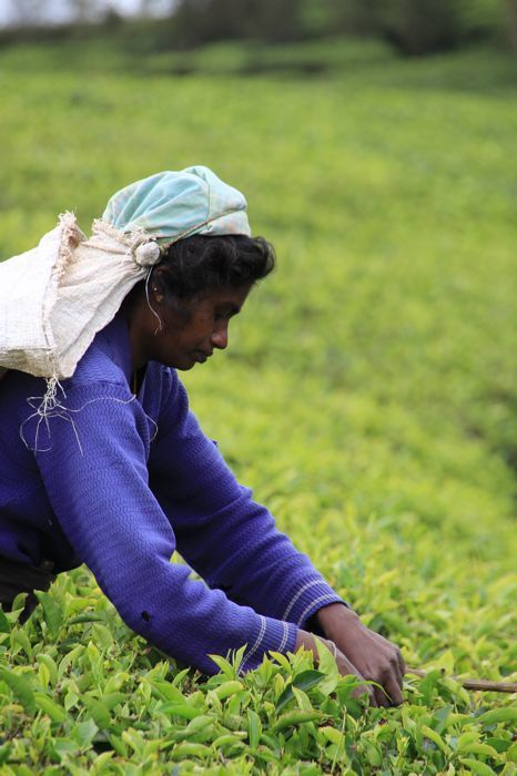 tea pluckers en nuwara eliya tea pluckers en nuwara eliya