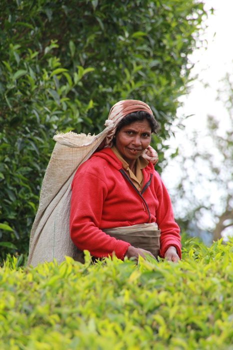 tea pluckers en nuwara eliya tea pluckers en nuwara eliya