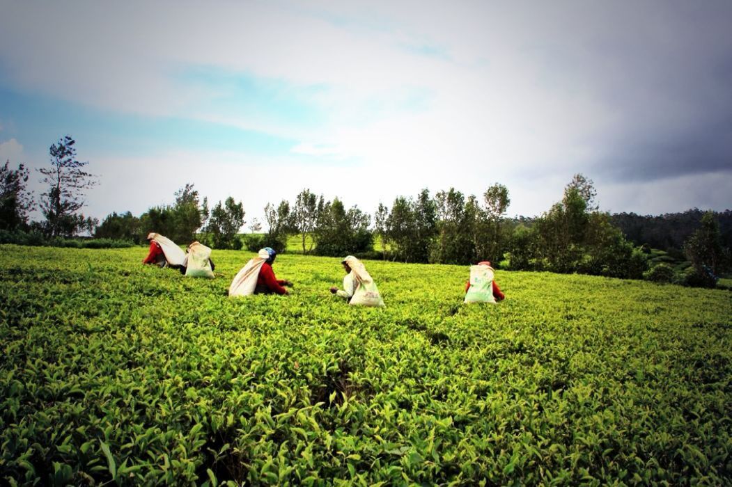 tea pluckers en nuwara eliya tea pluckers en nuwara eliya