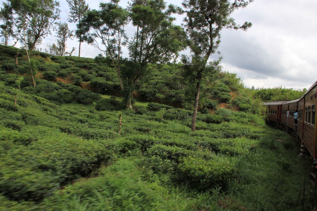 tren de nuwara eliya a kandy tren de nuwara eliya a kandy