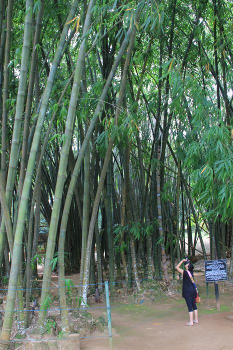 jardin botanico de kandy jardin botanico de kandy