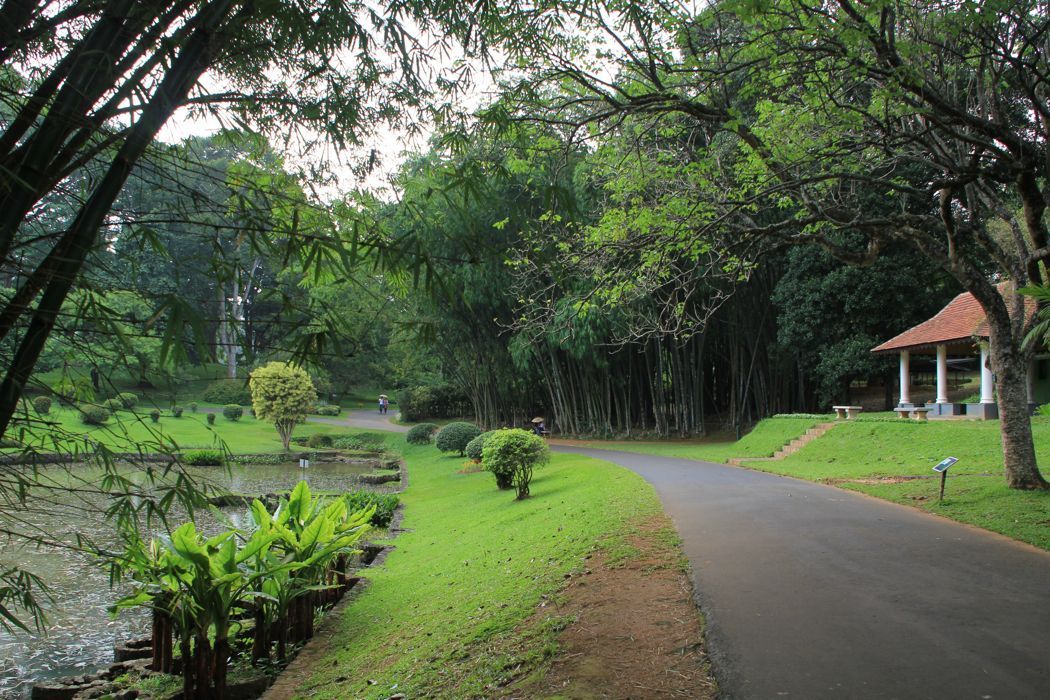 jardin botanico de kandy jardin botanico de kandy