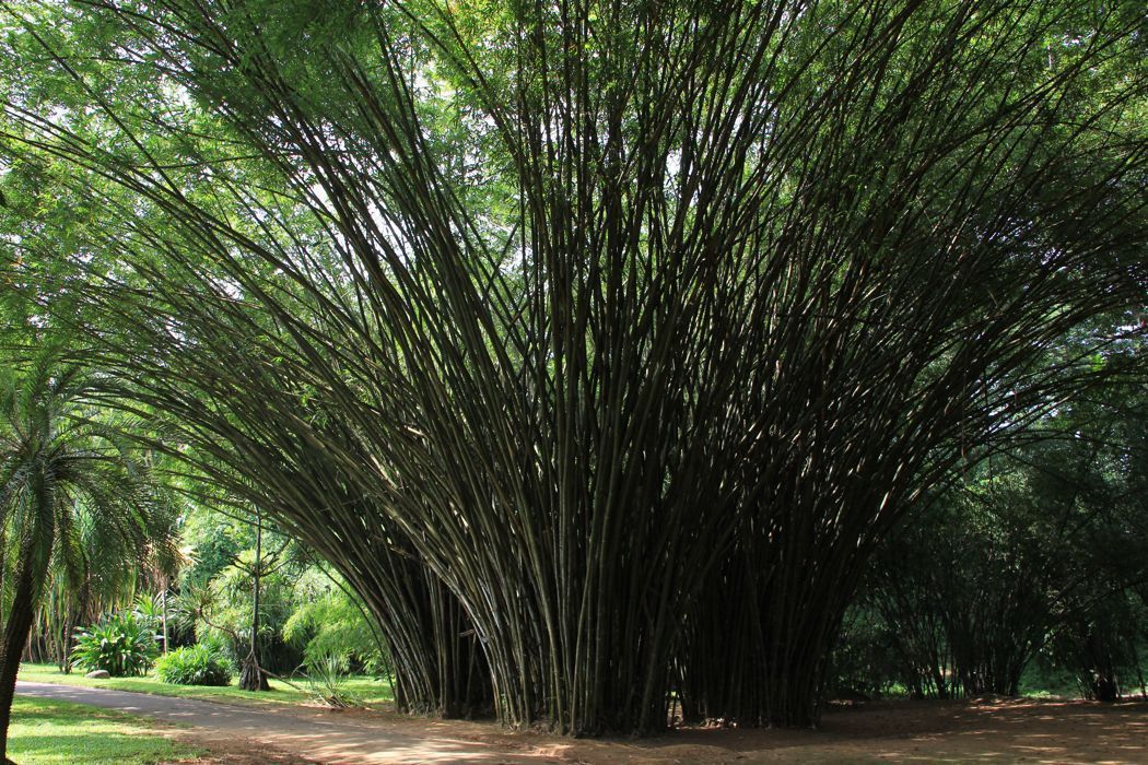 jardin botanico de kandy jardin botanico de kandy