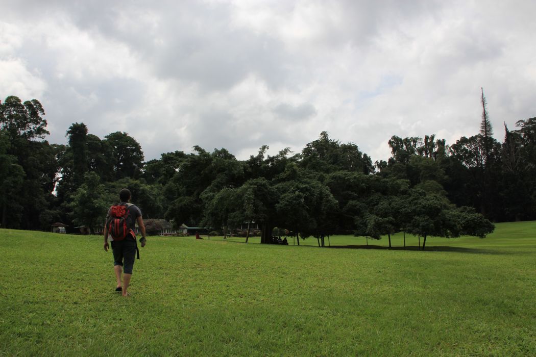 jardin botanico de kandy jardin botanico de kandy