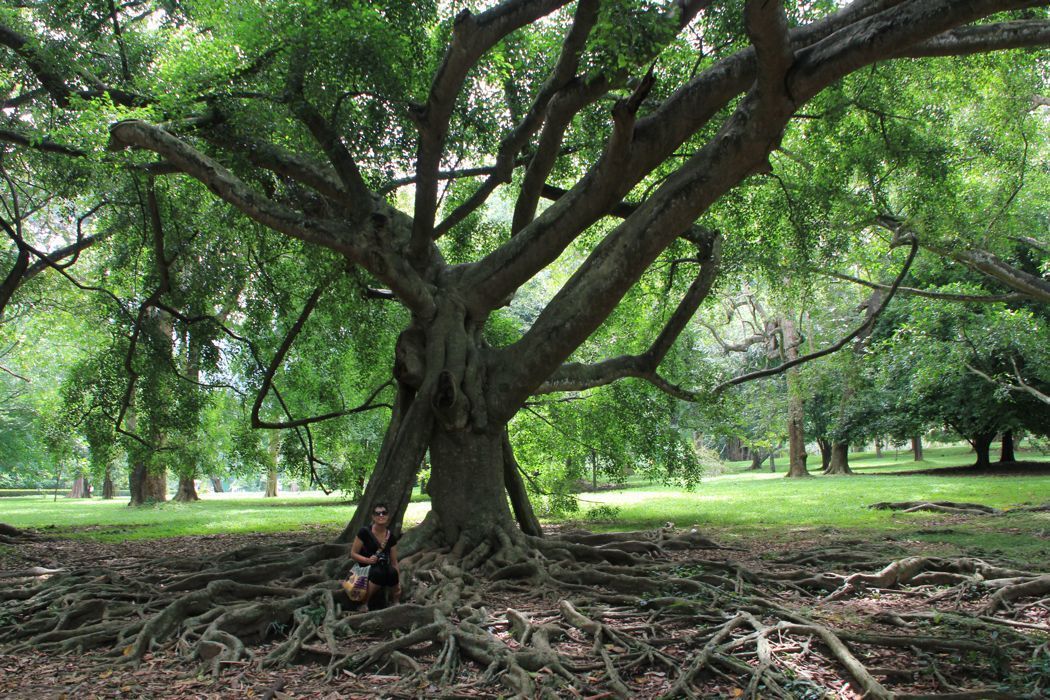 jardin botanico de kandy jardin botanico de kandy